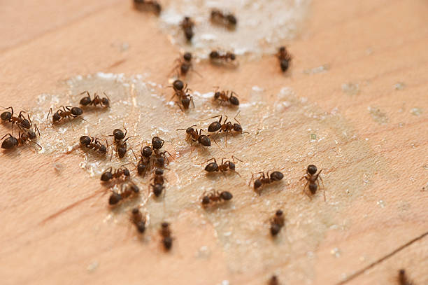 Best Pest Removal Services  in Duncan, SC